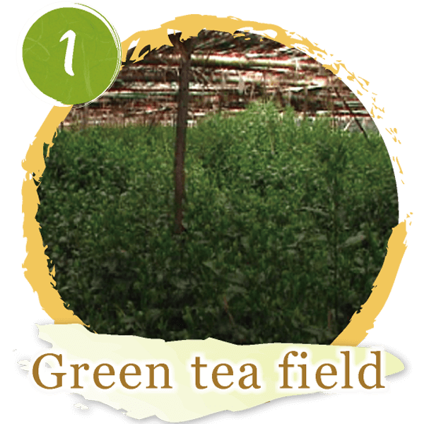 1.Green tea field