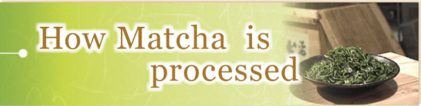 manufacturing process of matcha