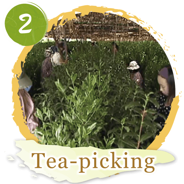 2.Tea-picking